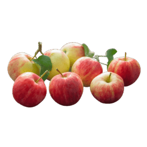 Morbi varius ligula eget ante